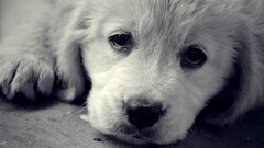 Puppies monochrome dog Animals