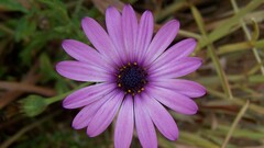 purple flowers blossom closeup
