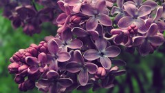 purple flowers Flowers lilac nature