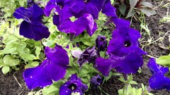 purple flowers Flowers petunias