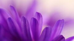 purple flowers Plants Flowers petals