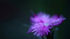 purple flowers Plants macro water drops