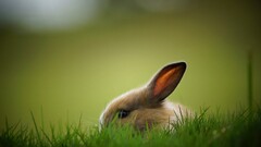 rabbits Animals Mammals grass