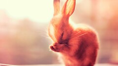 rabbits Animals Mammals