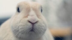 rabbits Animals Mammals