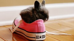 rabbits Converse Shoes