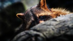 raccoons Animals looking at viewer wildlife closeup