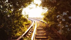 railway Flowers sunlight Plants