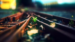 railway metal Plants bokeh