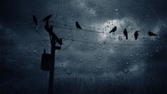 rain Birds water drops power lines storm Animals dark clouds