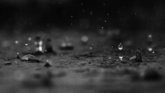 rain nature water drops water monochrome