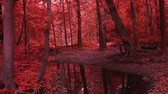 red fall forest Trees nature stream