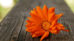 red flowers Daisies wooden surface