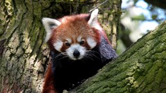 red panda Animals Mammals