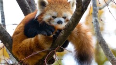 red panda Mammals Animals