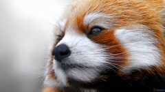 red panda panda Animals