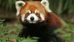 red panda panda nature Animals