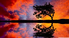 reflection clouds Trees sky landscape