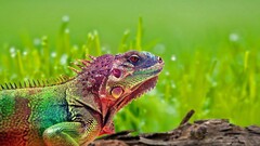 Reptiles colorful grass iguana Animals