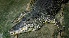 Reptiles Crocodiles Animals