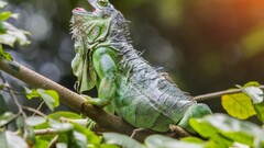 Reptiles iguana twigs leaves Animals