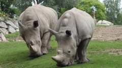 rhino Animals Mammals