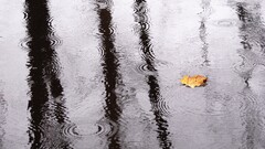 ripples reflection leaves water rain