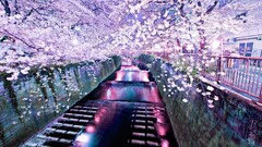 river cherry blossom nature