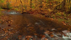 river fall nature Trees