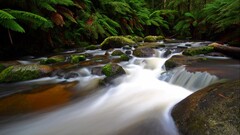 river landscape long exposure moss Plants