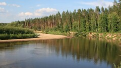 river Trees forest nature