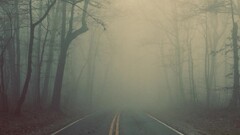 road asphalt Trees mist outdoors