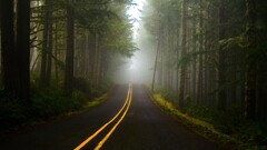 road dark forest