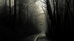 road dark Trees
