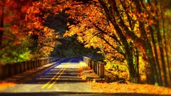 road fall Bridge Trees