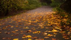 road fall leaves