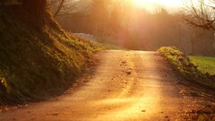 road landscape sunlight path nature Trees