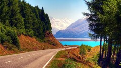 road outdoors Trees asphalt