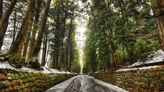road snow wall Trees dirt road winter stone wall forest dirt
