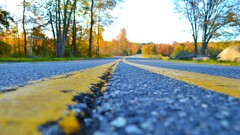 road Trees closeup worm's eye view