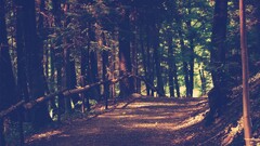 road Trees nature forest
