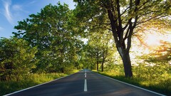 road Trees sunlight asphalt