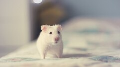 rodent Animals Mammals