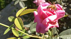 rose bees Flowers insect Animals