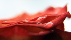 rose closeup water drops