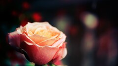 rose depth of field Flowers Plants