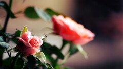 rose Flowers pink flowers depth of field Plants