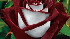 rose Flowers red white Plants