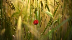 rose Plants wheat Flowers red flowers