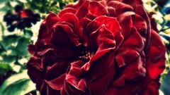 rose red flowers Flowers Plants